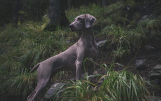 Collagen for dogs depicted by an active canine